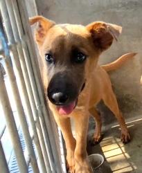 Shelter Stray Male Dog last seen , 1850 W 60th St, Los Angeles, CA 90047, USA