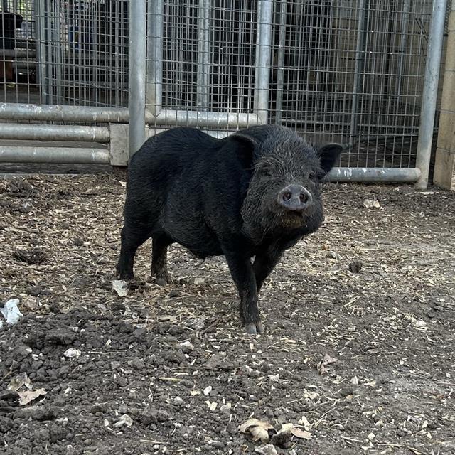 Shelter Stray Male Livestock last seen ARANSAS AVE, 4710 TX-151, San Antonio, TX 78227, USA