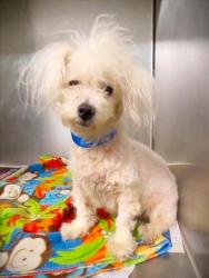 Shelter Stray Female Dog last seen , 1850 W 60th St, Los Angeles, CA 90047, USA