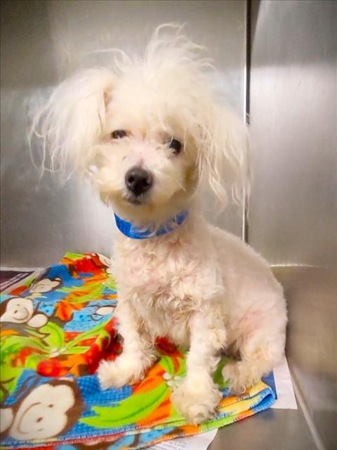 Shelter Stray Female Dog last seen , 1850 W 60th St, Los Angeles, CA 90047, USA