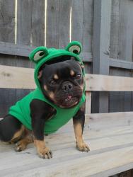Lost Female Dog last seen Near E Pueblo Ave, Phoenix, AZ 85040, Phoenix, AZ 85040