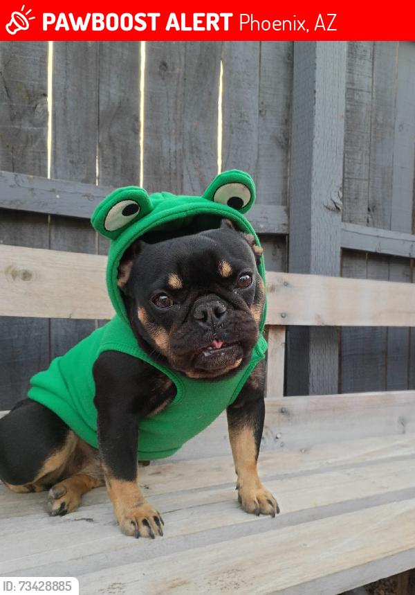 Lost Female Dog last seen Near E Pueblo Ave, Phoenix, AZ 85040, Phoenix, AZ 85040