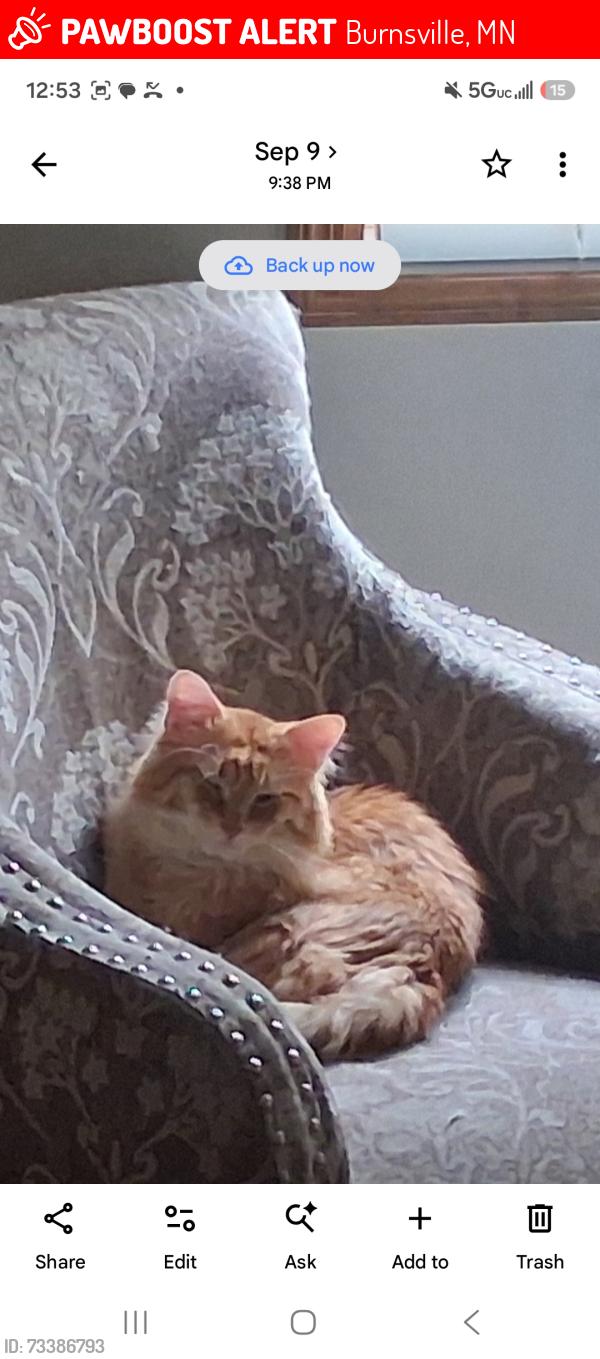 Lost Male Cat last seen Rolling oaks drive, Burnsville, mn, Burnsville, MN 55337