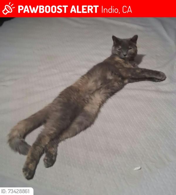 Lost Female Cat last seen Las Brisas neighborhood off of 48th and Calle Diamante, Indio, CA 92201