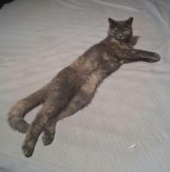 Lost Female Cat last seen Las Brisas neighborhood off of 48th and Calle Diamante, Indio, CA 92201