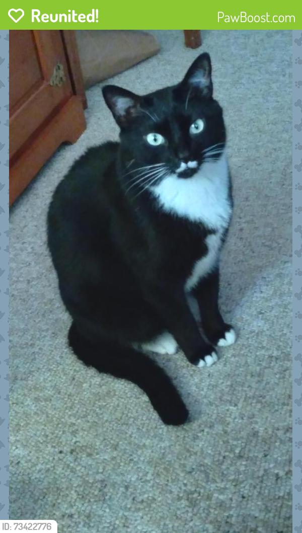 Reunited Male Cat last seen Greenbriar Blvd and Hercules, Clearwater, FL 33763