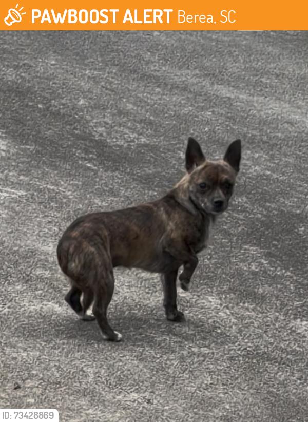 Found/Stray Unknown Dog last seen Larkspur and Childress Circle, Berea, SC 29617