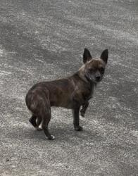 Found/Stray Unknown Dog last seen Larkspur and Childress Circle, Berea, SC 29617