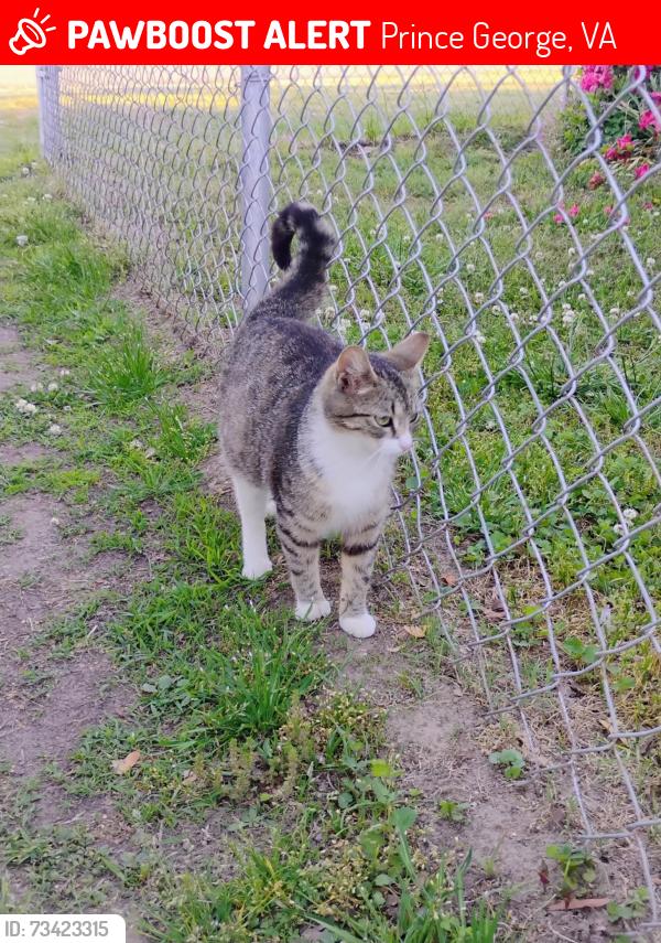 Lost Female Cat last seen Near Wren Street, Prince George, VA 23875, Prince George, VA 23875
