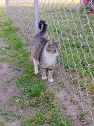 Lost Female Cat last seen Near Wren Street, Prince George, VA 23875, Prince George, VA 23875
