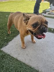 Found/Stray Female Dog last seen W ave L2 Quartz hill, Quartz Hill, CA 93536