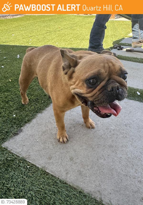 Found/Stray Female Dog last seen W ave L2 Quartz hill, Quartz Hill, CA 93536