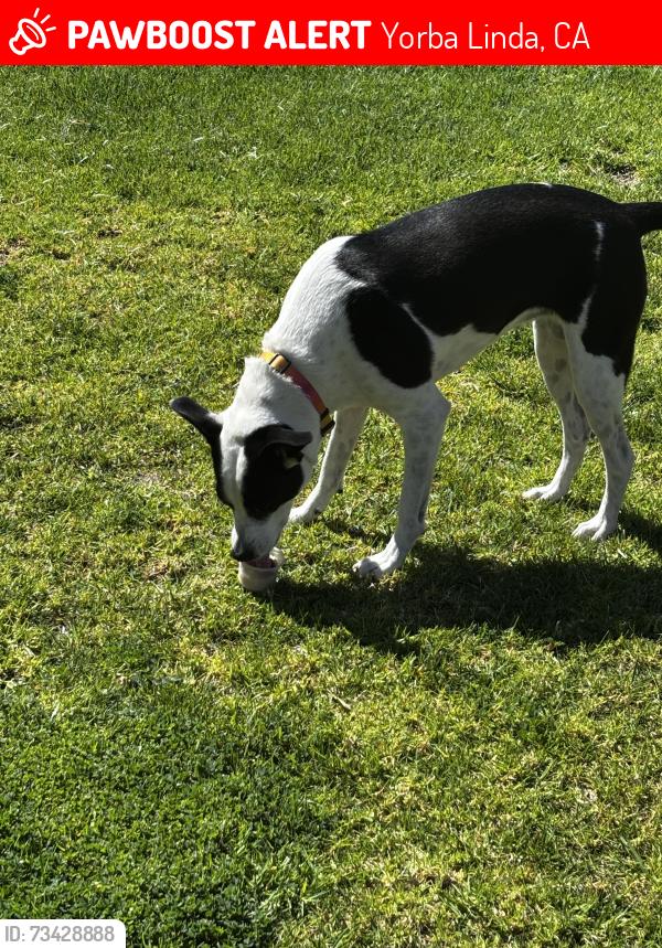 Lost Female Dog last seen Jumped the back fence., Yorba Linda, CA 92887