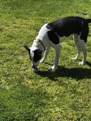 Lost Female Dog last seen Jumped the back fence., Yorba Linda, CA 92887