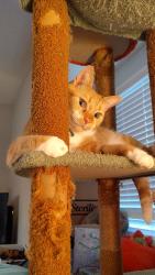Lost Male Cat last seen Friendly, it's the arbor ridge apmts, Greensboro, NC 27410