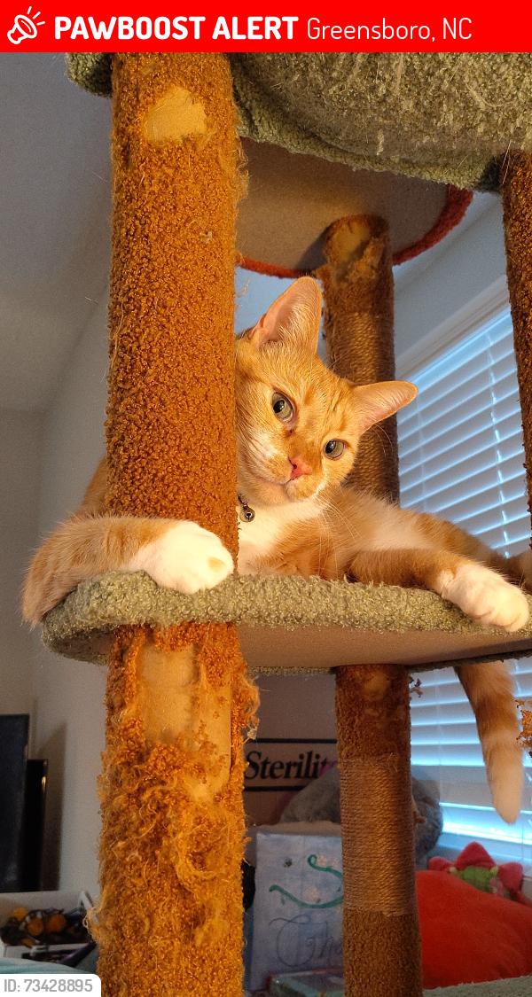 Lost Male Cat last seen Friendly, it's the arbor ridge apmts, Greensboro, NC 27410