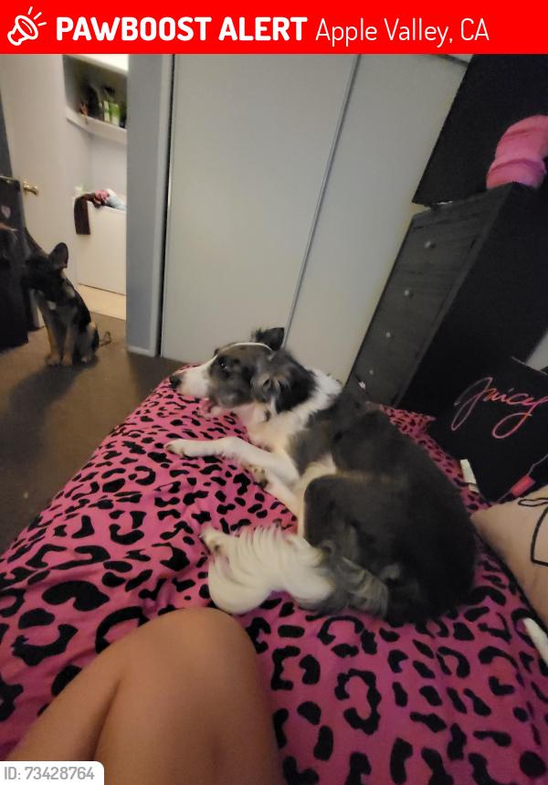 Lost Female Dog last seen Navajo and Tussing Ranch Rds, Apple Valley, Apple Valley, CA 92308
