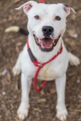 Shelter Stray Male Dog last seen Near Glenwood Rd, Decatur, GA 30032, 30032, GA, 3280 Chamblee Dunwoody Rd, Chamblee, GA 30341, USA