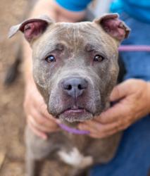 Shelter Stray Female Dog last seen Near Newgate Dr, 30035, GA, 3280 Chamblee Dunwoody Rd, Chamblee, GA 30341, USA