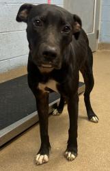 Shelter Stray Female Dog last seen Near Preston Drive, 30034, GA, 3280 Chamblee Dunwoody Rd, Chamblee, GA 30341, USA
