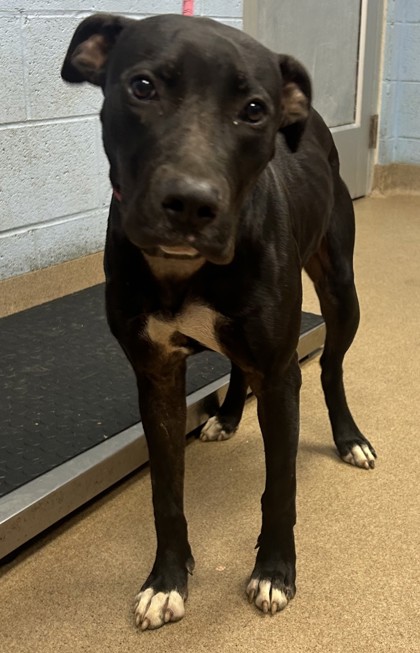 Shelter Stray Female Dog last seen Near Preston Drive, 30034, GA, 3280 Chamblee Dunwoody Rd, Chamblee, GA 30341, USA