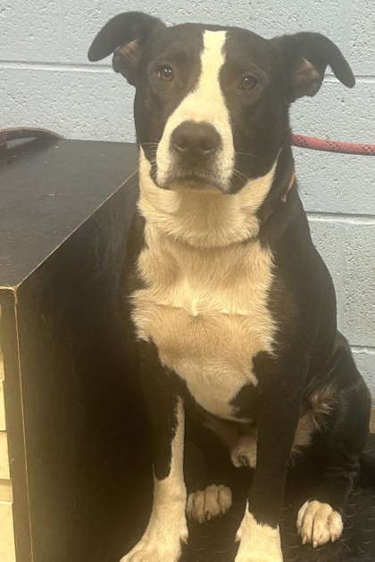 Shelter Stray Male Dog last seen Near Preston Drive, 30034, GA, 3280 Chamblee Dunwoody Rd, Chamblee, GA 30341, USA