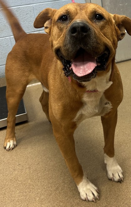 Shelter Stray Male Dog last seen Near Preston Drive, 30034, GA, 3280 Chamblee Dunwoody Rd, Chamblee, GA 30341, USA