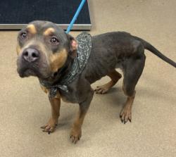 Shelter Stray Female Dog last seen Near Weems Rd 7107, 30084, GA, 3280 Chamblee Dunwoody Rd, Chamblee, GA 30341, USA