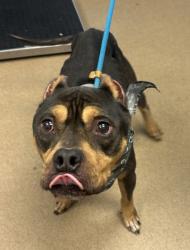 Shelter Stray Male Dog last seen Near Weems Rd 7107, 30084, GA, 3280 Chamblee Dunwoody Rd, Chamblee, GA 30341, USA
