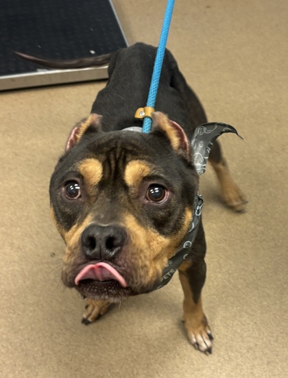 Shelter Stray Male Dog last seen Near Weems Rd 7107, 30084, GA, 3280 Chamblee Dunwoody Rd, Chamblee, GA 30341, USA