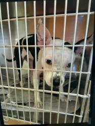 Shelter Stray Female Dog last seen Near VIRGINA AVE, East Point, GA, 1251 Fulton Industrial Blvd NW, Atlanta, GA 30336, USA