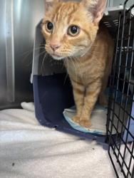 Shelter Stray Male Cat last seen Near Ramsgate Way, Rancho Cordova, CA, 6201 Florin Perkins Rd, Sacramento, CA 95828, USA