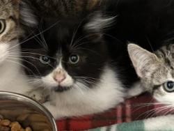 Shelter Stray Male Cat last seen , , TX, 330 Rufe Snow Dr, Keller, TX 76248, USA