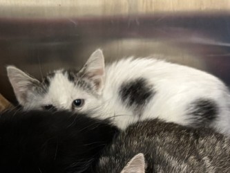 Shelter Stray Female Cat last seen , , TX, 330 Rufe Snow Dr, Keller, TX 76248, USA