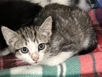 Shelter Stray Female Cat last seen , , TX, 330 Rufe Snow Dr, Keller, TX 76248, USA