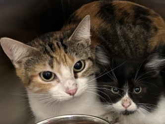 Shelter Stray Female Cat last seen , , TX, 330 Rufe Snow Dr, Keller, TX 76248, USA