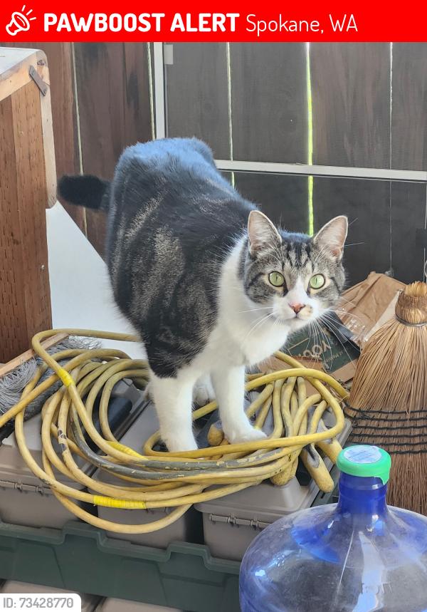 Lost Male Cat last seen Broad & Helena alley & Helena & Perry Alley, Spokane, WA 99207