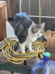 Lost Male Cat last seen Broad & Helena alley & Helena & Perry Alley, Spokane, WA 99207