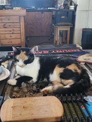 Lost Female Cat last seen Dunning Road Patchin Road, Pardeeville, WI 53954