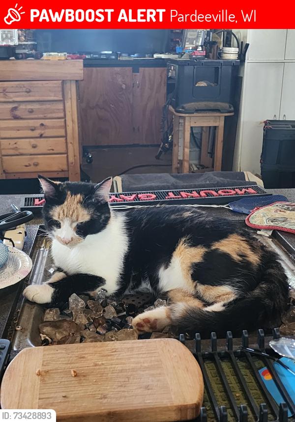 Lost Female Cat last seen Dunning Road Patchin Road, Pardeeville, WI 53954