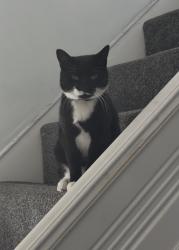 Lost Female Cat last seen Valpy Avenue, Norfolk, England NR3 2EQ