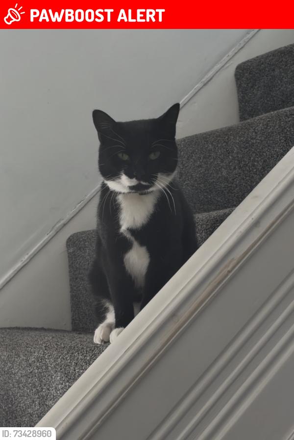 Lost Female Cat last seen Valpy Avenue, Norfolk, England NR3 2EQ