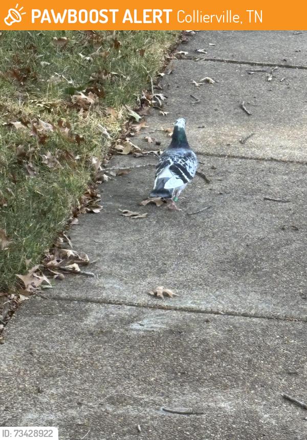 Found/Stray Unknown Bird last seen River Ridge Drive, Collierville, TN 38017