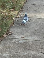 Found/Stray Unknown Bird last seen River Ridge Drive, Collierville, TN 38017