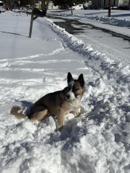 Lost Male Dog last seen Near Carter rd, Graham, NC 27253