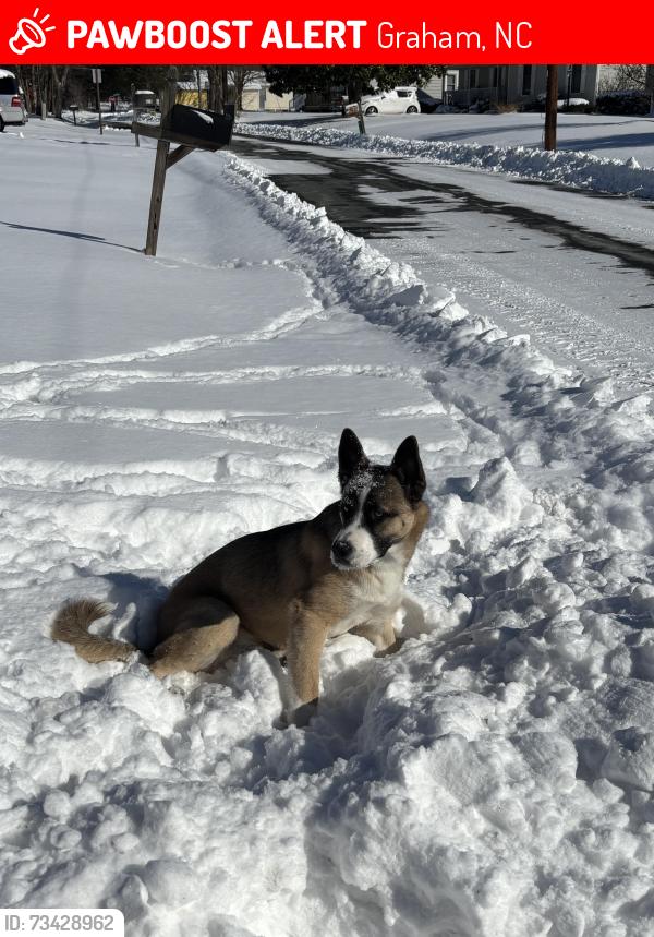 Lost Male Dog last seen Near Carter rd, Graham, NC 27253