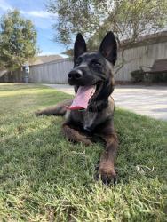 Found/Stray Female Dog last seen Farm pasture Trl, Hockley, TX 77447