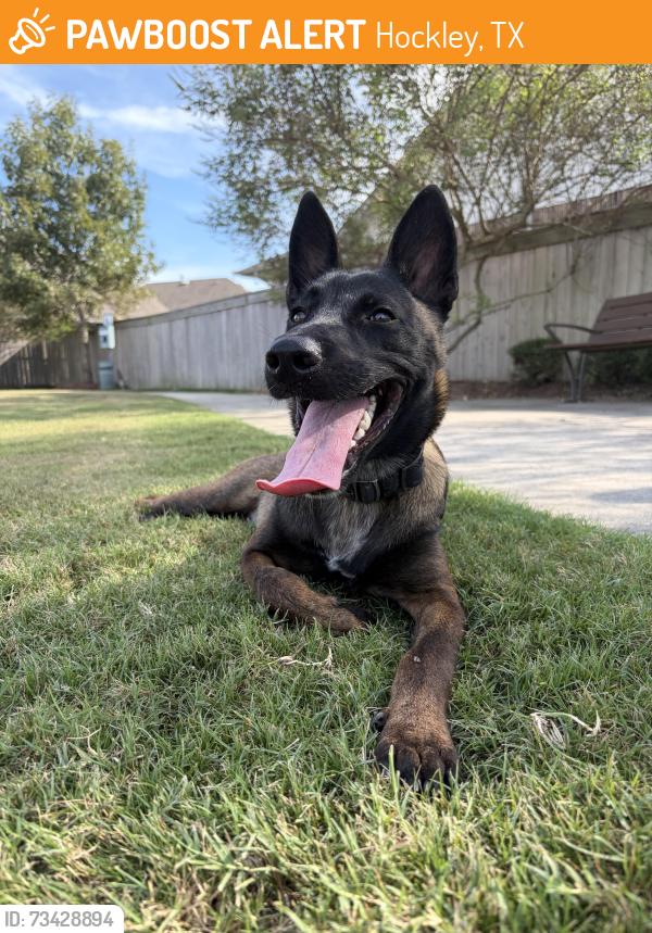 Found/Stray Female Dog last seen Farm pasture Trl, Hockley, TX 77447