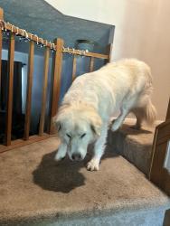 Reunited Male Dog last seen Green fields, Sugar Land, TX 77479