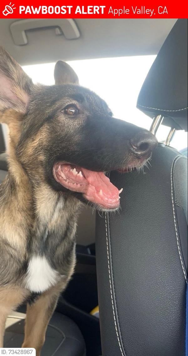 Lost Female Dog last seen Navajo and Tussing Ranch Rds, Apple Valley, Apple Valley, CA 92308
